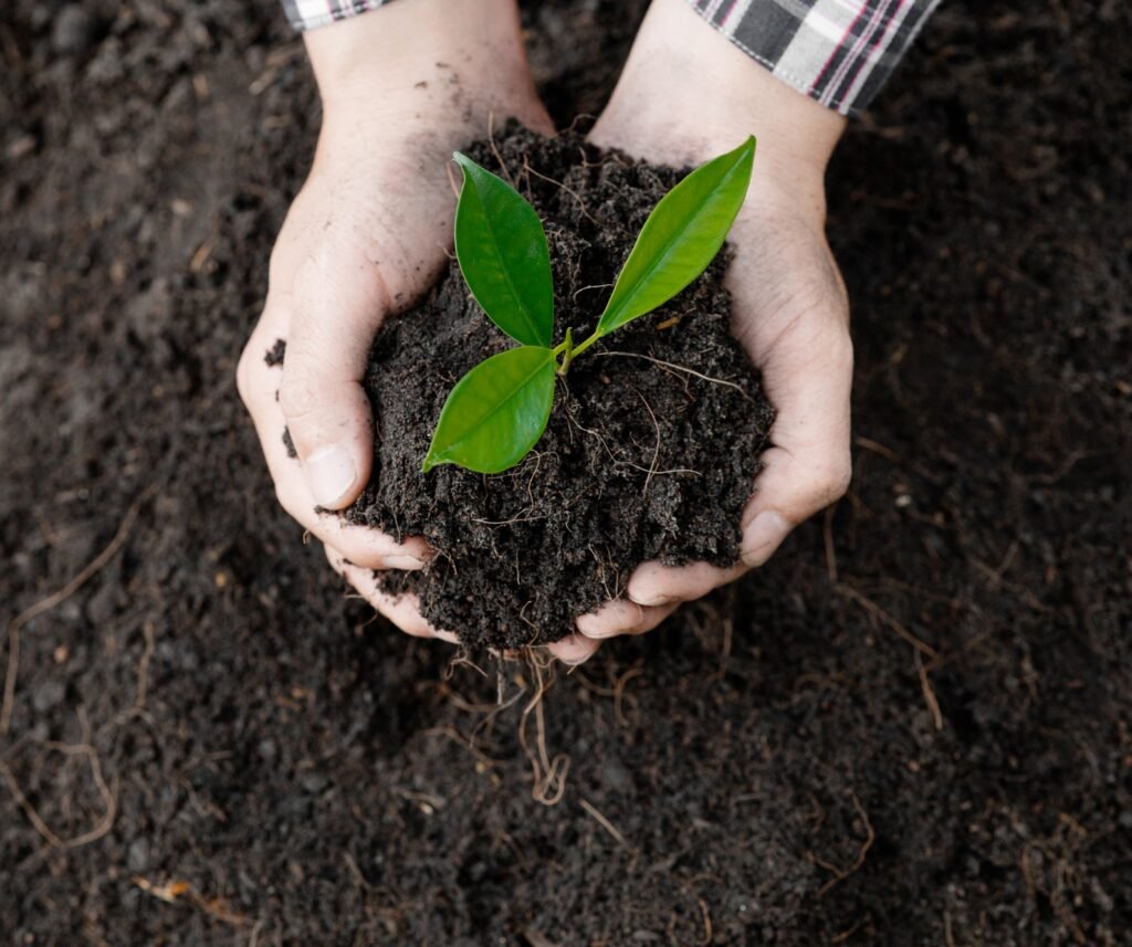 A man is planting tree saplings into the soil in a tropical forest.